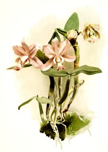 Cattleya o'brieniana from Reichenbachia Orchids (1888-1894) illustrated by Frederick Sander (1847-1920).