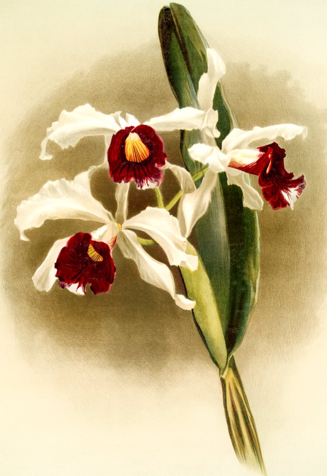 Lælia purpurata from Reichenbachia Orchids (1888-1894) illustrated by Frederick Sander (1847-1920).