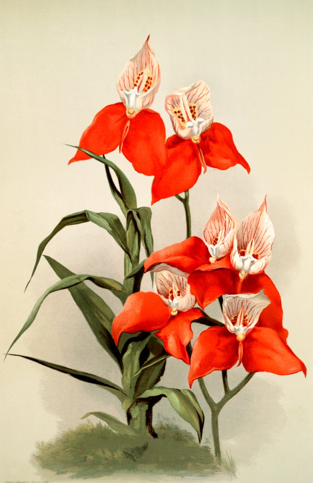 Disa grandiflora from Reichenbachia Orchids (1888-1894) illustrated by Frederick Sander (1847-1920).