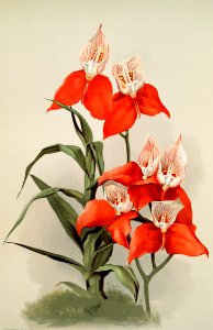 Disa grandiflora from Reichenbachia Orchids (1888-1894) illustrated by Frederick Sander (1847-1920).