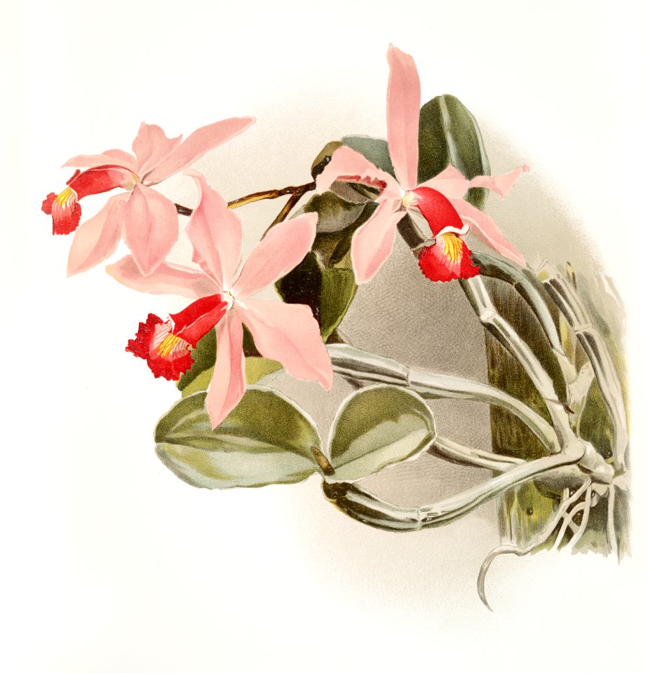 Cattleya superba splendens from Reichenbachia Orchids (1888-1894) illustrated by Frederick Sander (1847-1920).