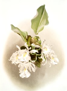 Trischopilia suavis alba from Reichenbachia Orchids (1888-1894) illustrated by Frederick Sander (1847-1920).