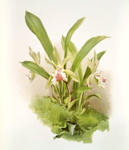 Zygopetalum wendlandi from Reichenbachia Orchids (1888-1894) illustrated by Frederick Sander (1847-1920).
