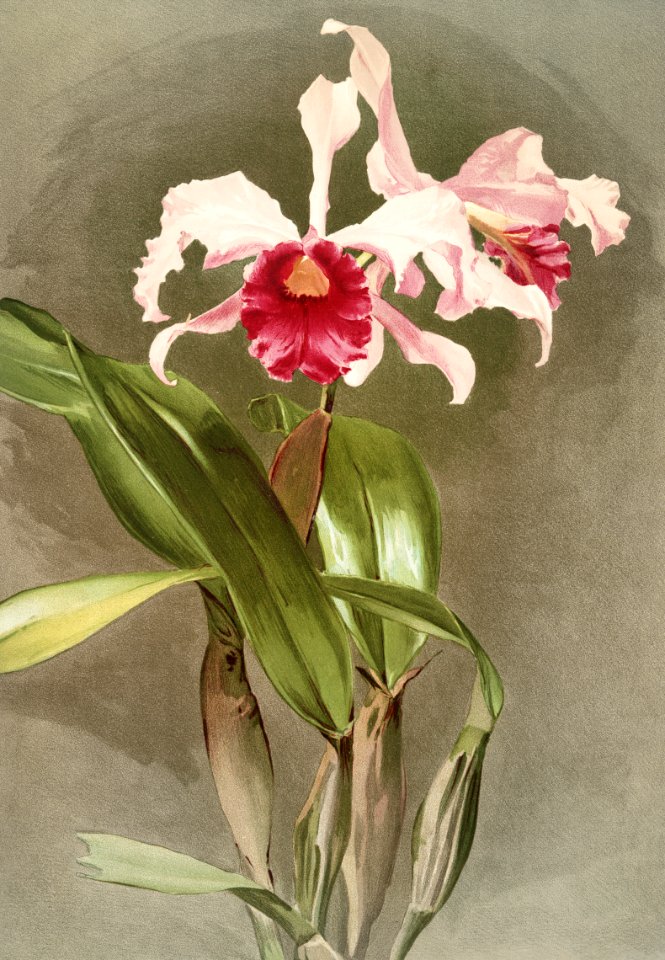 Cattleya (hybrida) arnoldiana from Reichenbachia Orchids (1888-1894) illustrated by Frederick Sander (1847-1920).