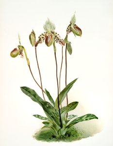 Cypripedium argus from Reichenbachia Orchids (1888-1894) illustrated by Frederick Sander (1847-1920).