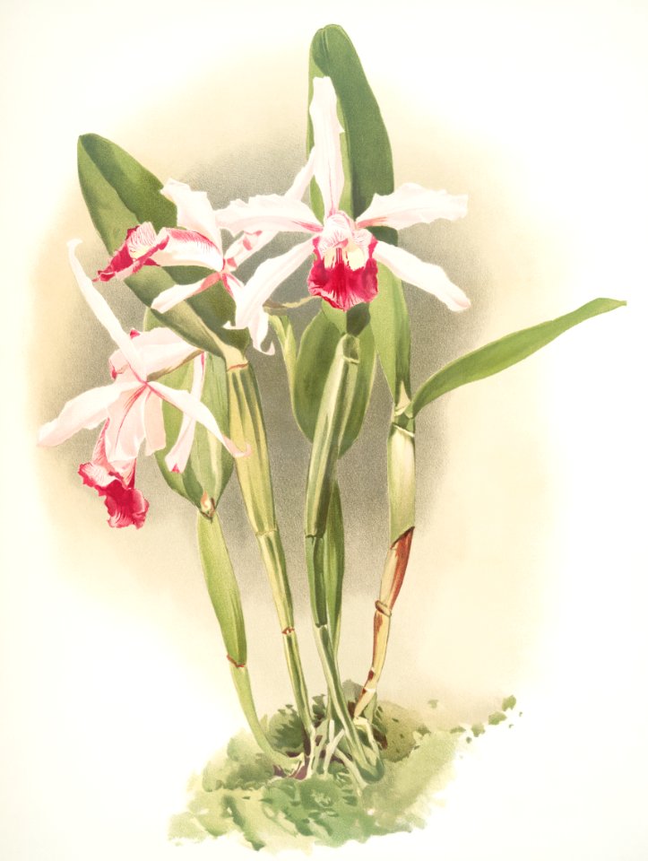 Lælia elegans schilleriana from Reichenbachia Orchids (1888-1894) illustrated by Frederick Sander (1847-1920).