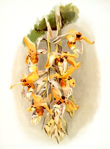 Stanhopea shuttleworthii from Reichenbachia Orchids (1888-1894) illustrated by Frederick Sander (1847-1920).. Free illustration for personal and commercial use.