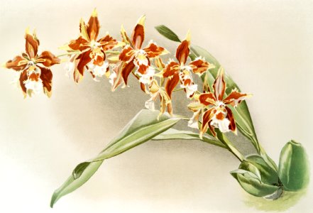 Odontoglossum luteo-purpureum from Reichenbachia Orchids (1888-1894) illustrated by Frederick Sander (1847-1920).. Free illustration for personal and commercial use.