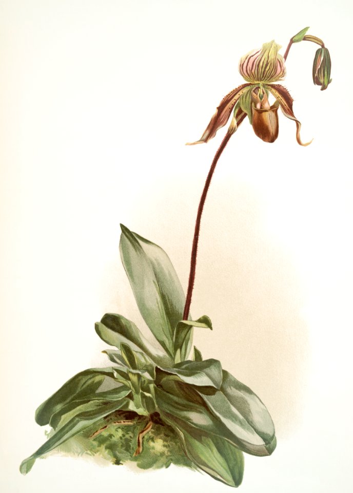 Cypripedium selligerum majus from Reichenbachia Orchids (1888-1894) illustrated by Frederick Sander (1847-1920).