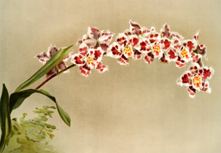Odontoglossum crispum mundyanum from Reichenbachia Orchids (1888-1894) illustrated by Frederick Sander (1847-1920).