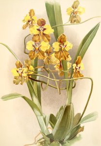 Oncidium macranthum from Reichenbachia Orchids (1888-1894) illustrated by Frederick Sander (1847-1920).