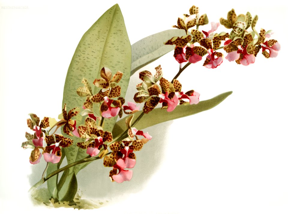 Oncidium lanceanum from Reichenbachia Orchids (1888-1894) illustrated by Frederick Sander (1847-1920).