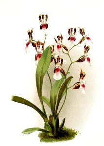 Odontoglossum schröderianum from Reichenbachia Orchids (1888-1894) illustrated by Frederick Sander (1847-1920).. Free illustration for personal and commercial use.