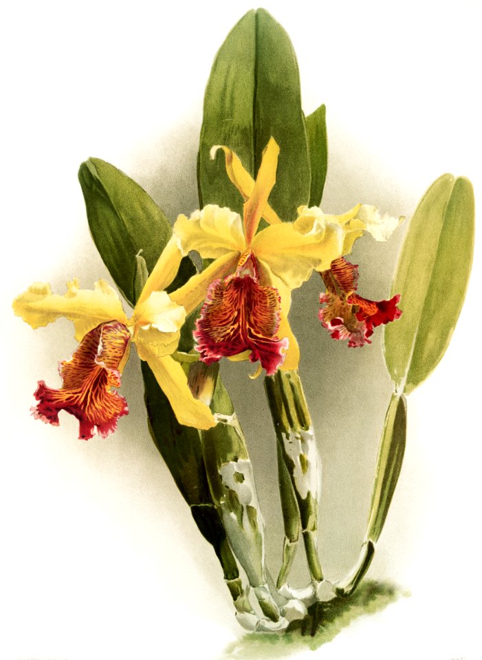 Cattleya dowiana var chrysotoxa from Reichenbachia Orchids (1888-1894) illustrated by Frederick Sander (1847-1920).