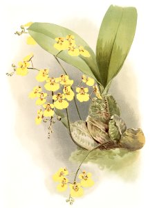 Oncidium ampliatum majus from Reichenbachia Orchids (1888-1894) illustrated by Frederick Sander (1847-1920).. Free illustration for personal and commercial use.