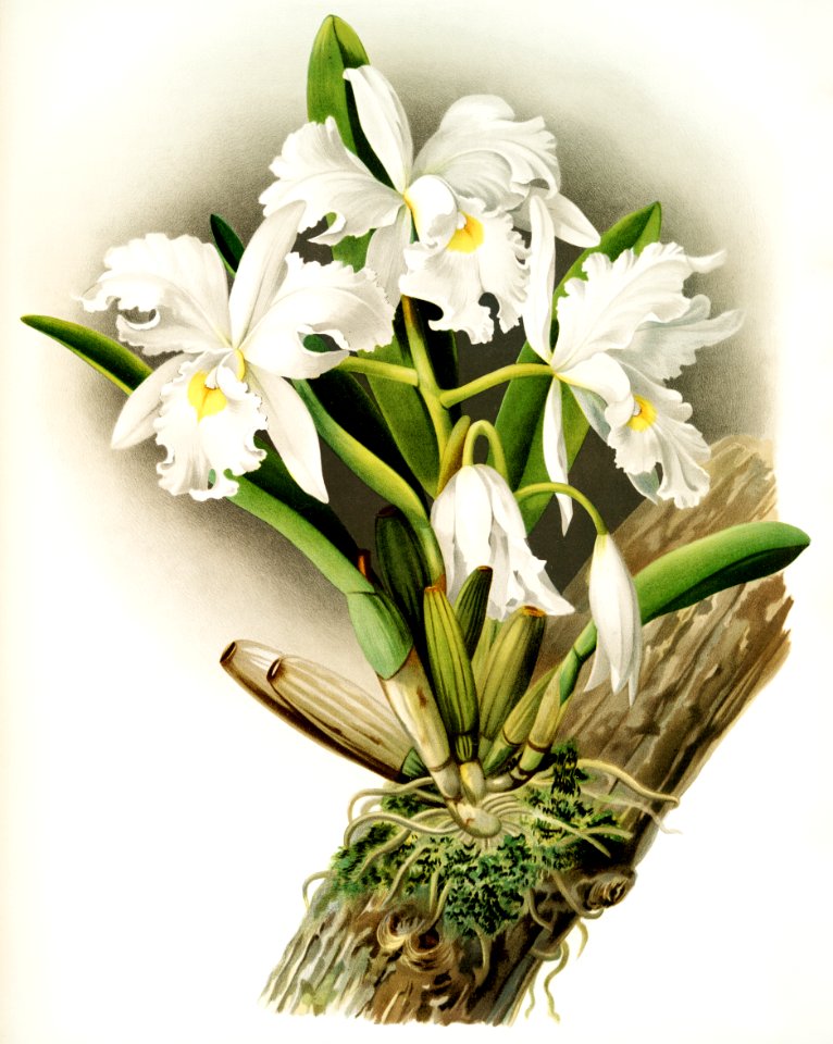 Cattleya rochellensis from Reichenbachia Orchids (1888-1894) illustrated by Frederick Sander (1847-1920).