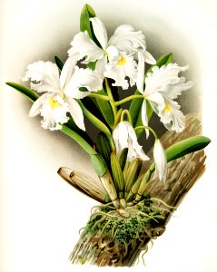 Cattleya rochellensis from Reichenbachia Orchids (1888-1894) illustrated by Frederick Sander (1847-1920).. Free illustration for personal and commercial use.
