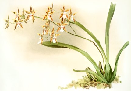 Odontoglossum sanderianum from Reichenbachia Orchids (1888-1894) illustrated by Frederick Sander (1847-1920).. Free illustration for personal and commercial use.
