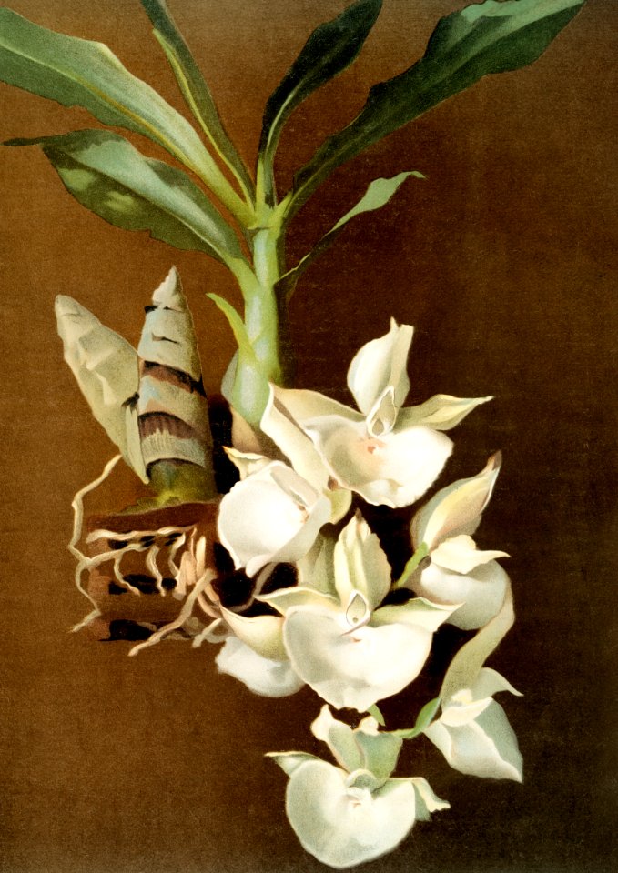 Catasetum bungerothii from Reichenbachia Orchids (1888-1894) illustrated by Frederick Sander (1847-1920).