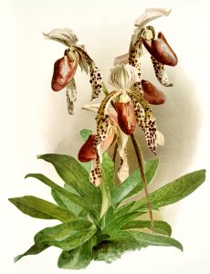 Cypripedium morganiæ burfordiense from Reichenbachia Orchids (1888-1894) illustrated by Frederick Sander (1847-1920).