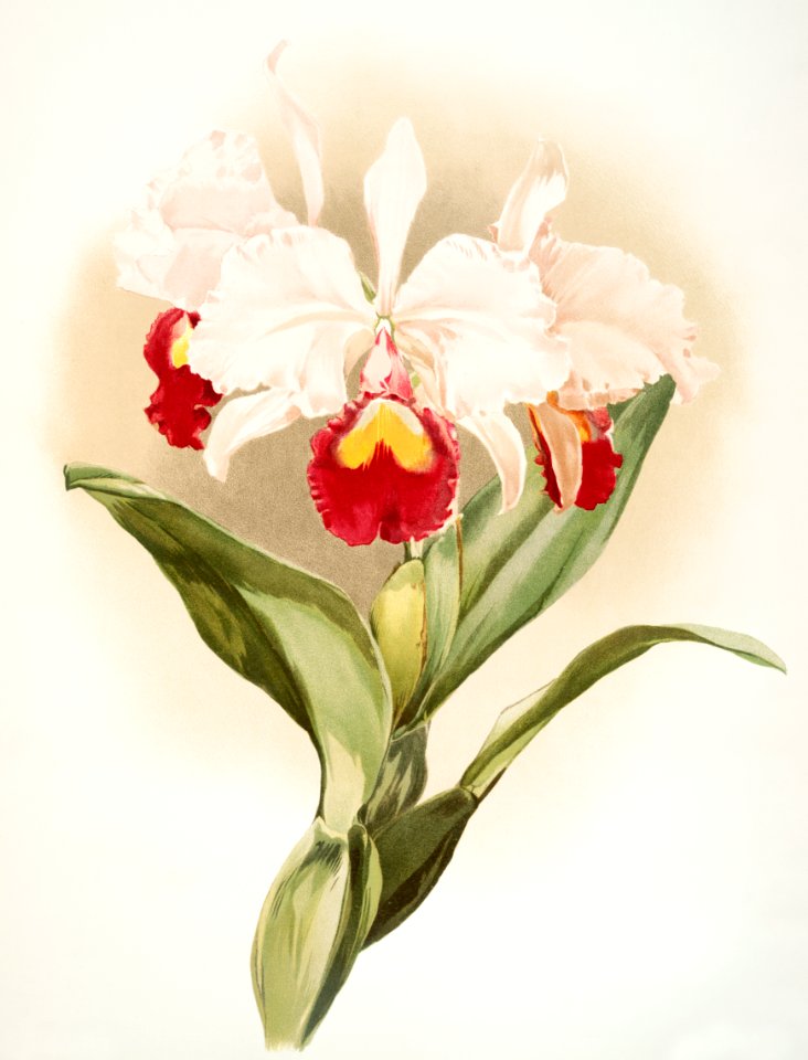 Cattleya trianaei schroederiana from Reichenbachia Orchids (1888-1894) illustrated by Frederick Sander (1847-1920).