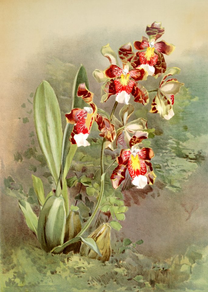 Odontoglossum harryanum from Reichenbachia Orchids (1888-1894) illustrated by Frederick Sander (1847-1920).