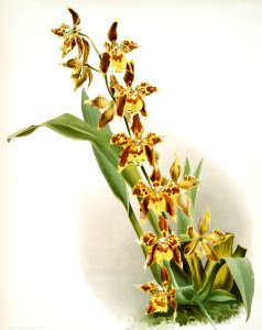 Odontoglossum luteo-purpureum prionopetalum from Reichenbachia Orchids (1888-1894) illustrated by Frederick Sander (1847-1920).. Free illustration for personal and commercial use.