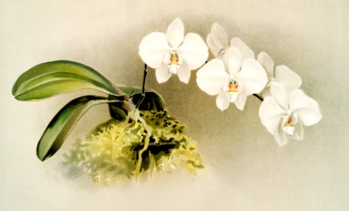 Phalænopsis casta from Reichenbachia Orchids (1888-1894) illustrated by Frederick Sander (1847-1920).