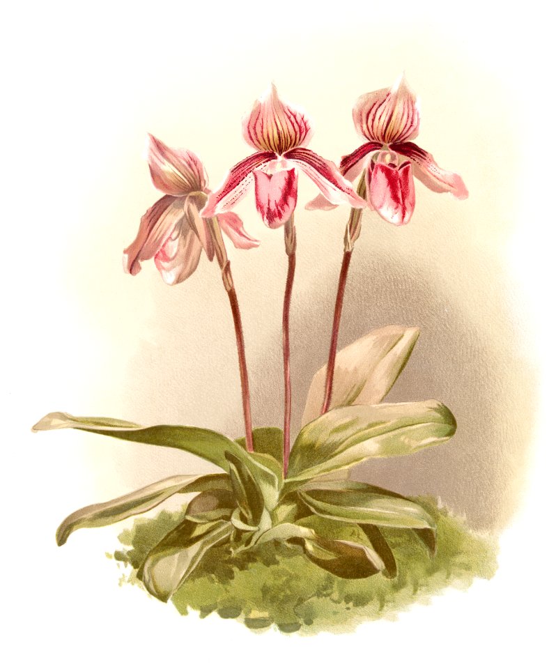 Cypripedium tautzianum from Reichenbachia Orchids (1888-1894) illustrated by Frederick Sander (1847-1920).