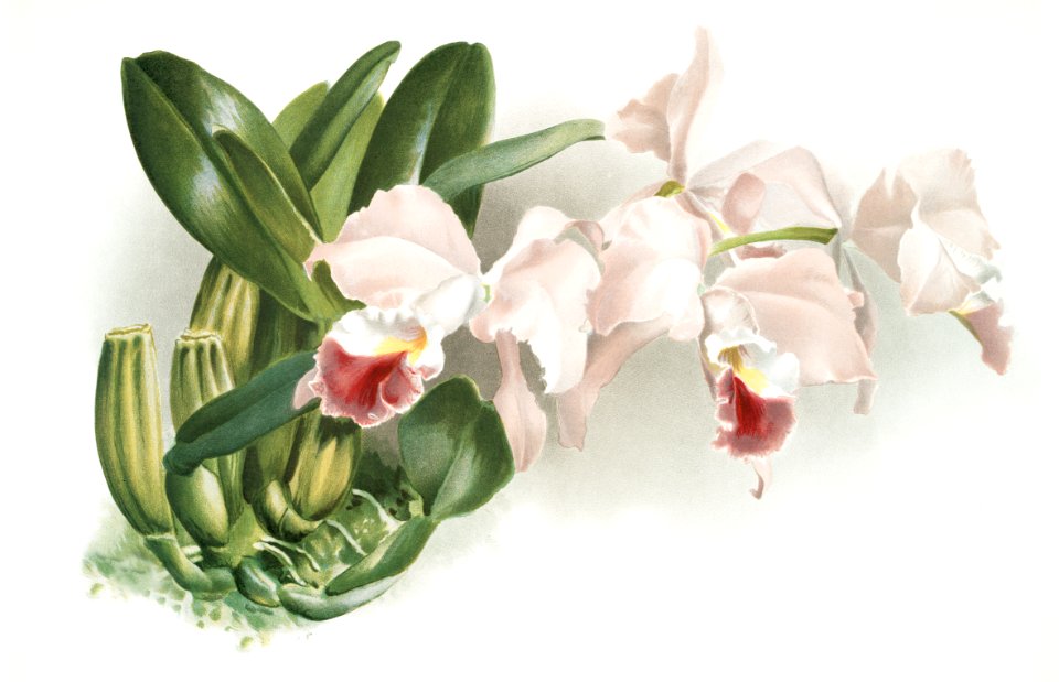 Cattleya labiata gaskelliana from Reichenbachia Orchids (1888-1894) illustrated by Frederick Sander (1847-1920).