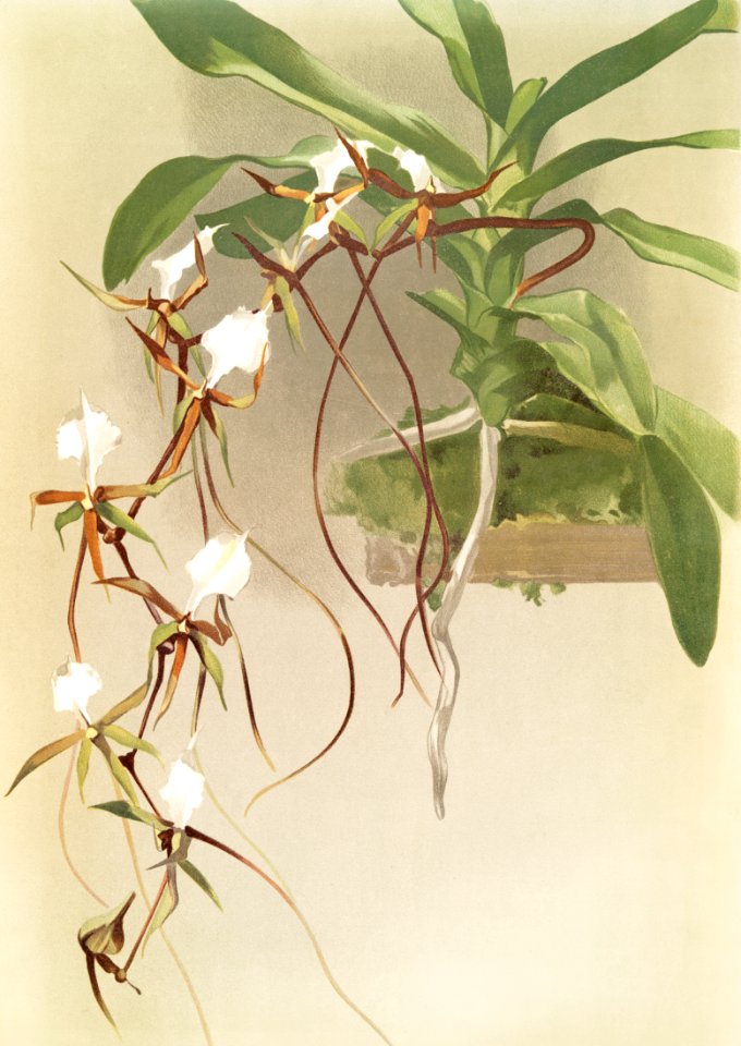 Angræcum caudatum from Reichenbachia Orchids (1888-1894) illustrated by Frederick Sander (1847-1920).