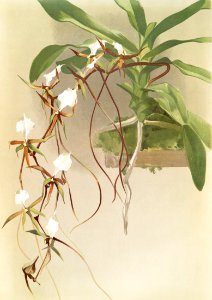 Angræcum caudatum from Reichenbachia Orchids (1888-1894) illustrated by Frederick Sander (1847-1920).