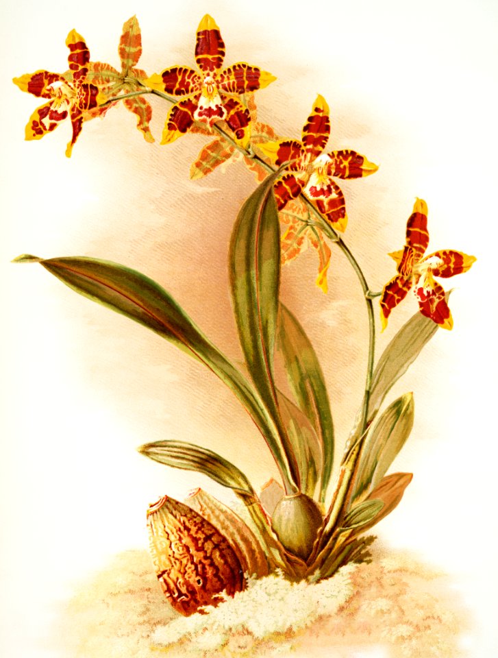 Odontoglossum triumphans from Reichenbachia Orchids (1888-1894) illustrated by Frederick Sander (1847-1920).