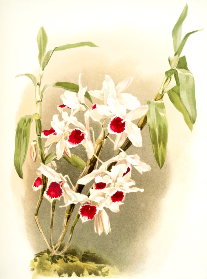 Dendrobium leechianum from Reichenbachia Orchids (1888-1894) illustrated by Frederick Sander (1847-1920).
