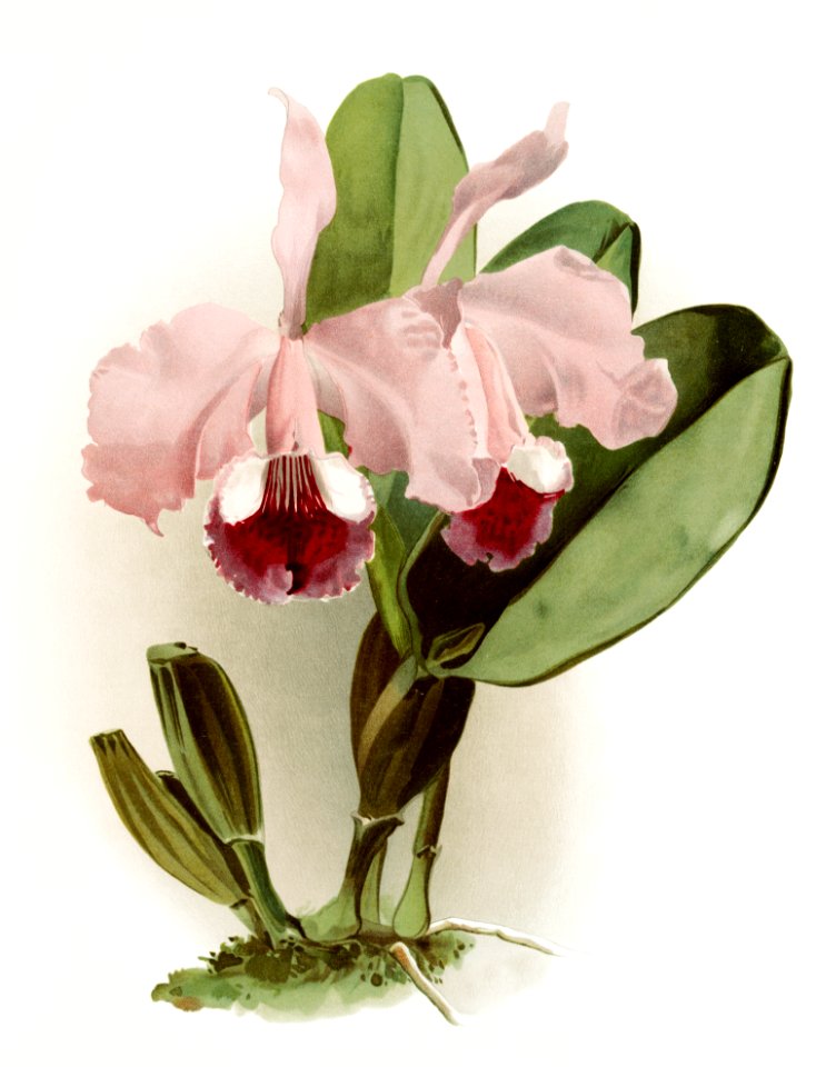 Cattleya labiata warneri from Reichenbachia Orchids (1888-1894) illustrated by Frederick Sander (1847-1920).