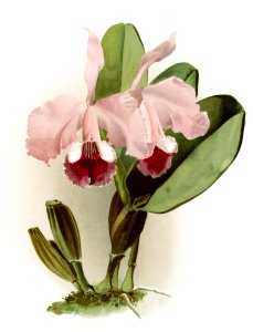Cattleya labiata warneri from Reichenbachia Orchids (1888-1894) illustrated by Frederick Sander (1847-1920).