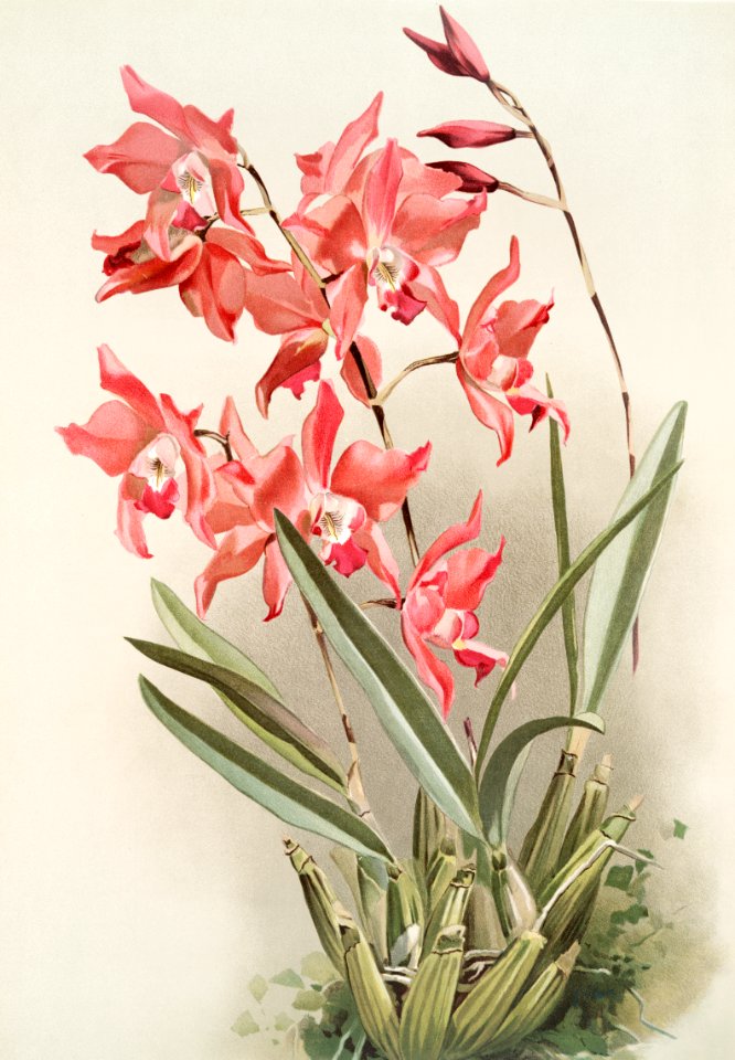 Lælia gouldiana from Reichenbachia Orchids (1888-1894) illustrated by Frederick Sander (1847-1920).