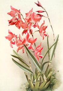 Lælia gouldiana from Reichenbachia Orchids (1888-1894) illustrated by Frederick Sander (1847-1920).