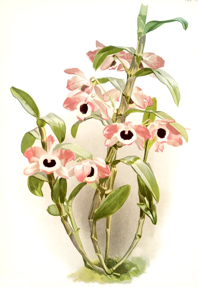 Dendrobium noile sanderianum from Reichenbachia Orchids (1888-1894) illustrated by Frederick Sander (1847-1920).