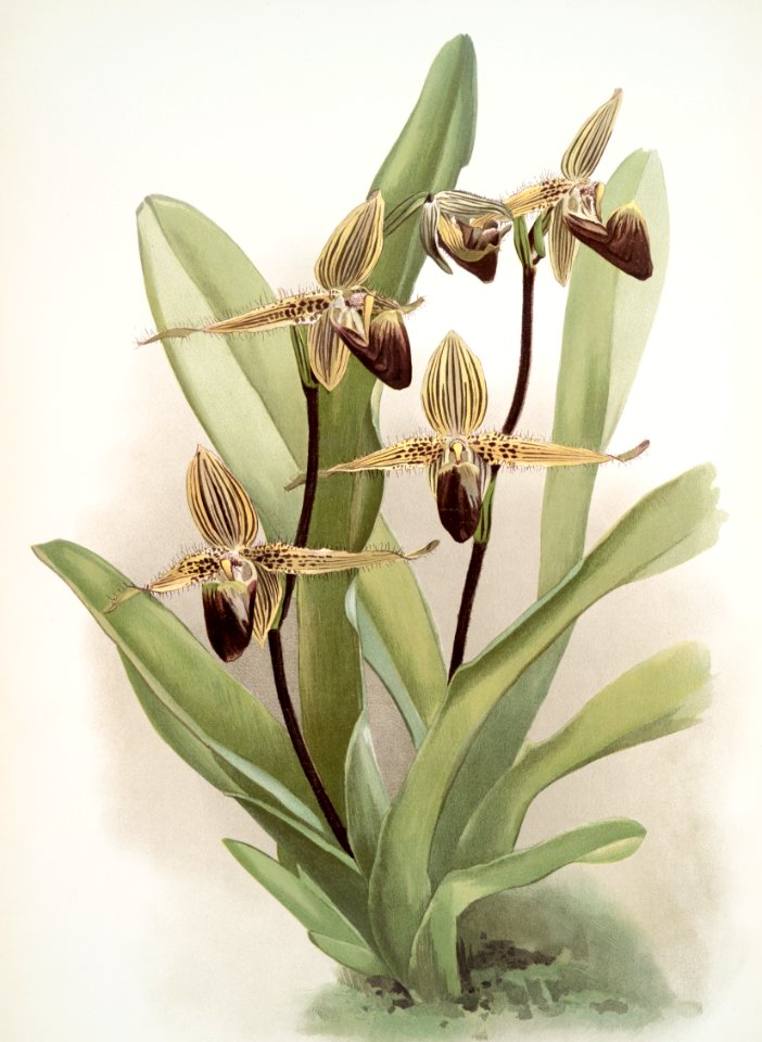 Cypripedium rothschildianum from Reichenbachia Orchids (1888-1894) illustrated by Frederick Sander (1847-1920).