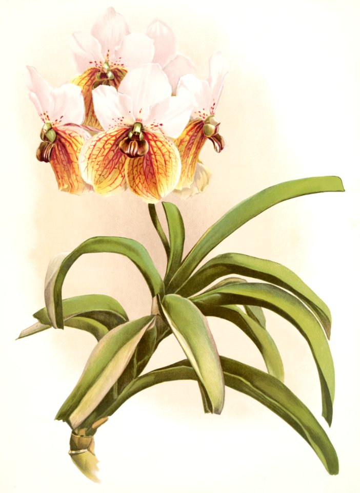 Vanda sanderiana from Reichenbachia Orchids (1888-1894) illustrated by Frederick Sander (1847-1920).