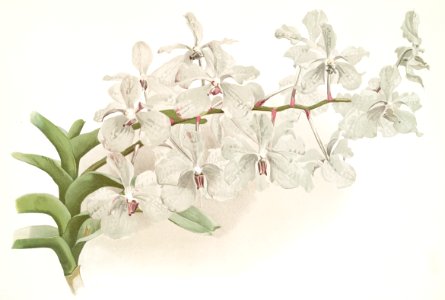 Vanda ccerulea from Reichenbachia Orchids (1888-1894) illustrated by Frederick Sander (1847-1920).