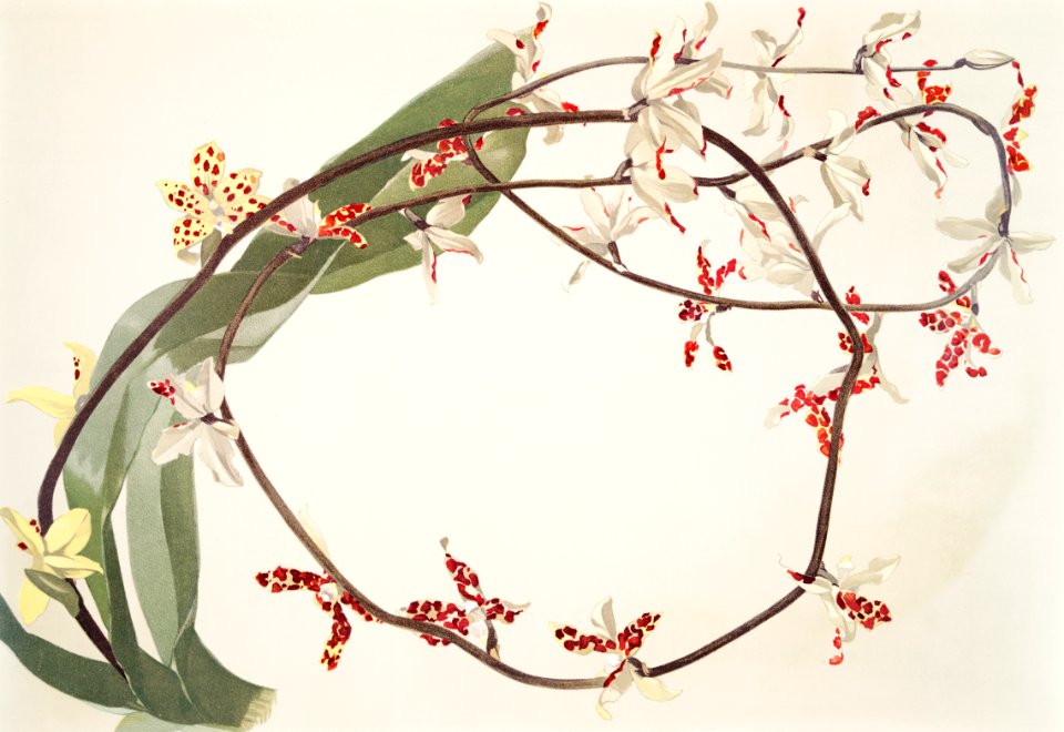 Renanthera lowii from Reichenbachia Orchids (1888-1894) illustrated by Frederick Sander (1847-1920).