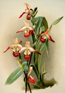 Cypripedium lemoinierianum from Reichenbachia Orchids (1888-1894) illustrated by Frederick Sander (1847-1920).