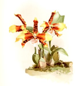 Odontoglossum grande from Reichenbachia Orchids (1888-1894) illustrated by Frederick Sander (1847-1920).. Free illustration for personal and commercial use.