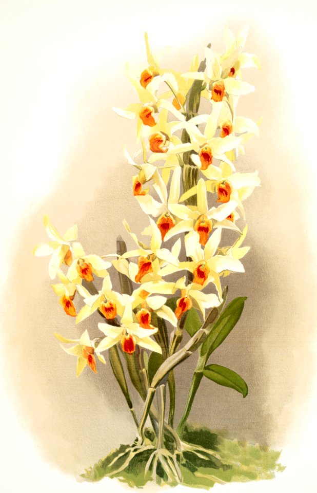 Dendrobium aureum from Reichenbachia Orchids (1888-1894) illustrated by Frederick Sander (1847-1920).