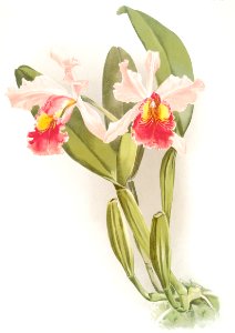 Cattleya warscewiczii from Reichenbachia Orchids (1888-1894) illustrated by Frederick Sander (1847-1920).