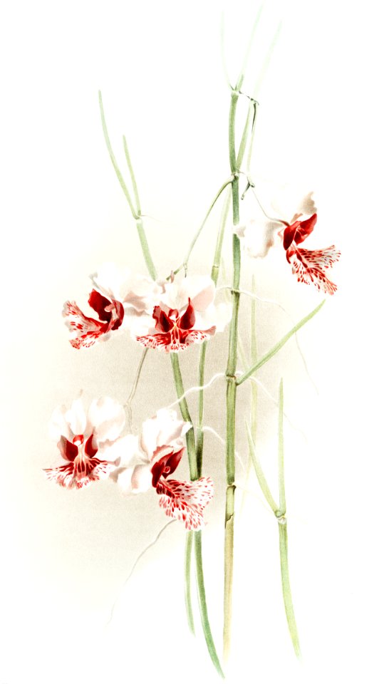Vanda hookeriana from Reichenbachia Orchids (1888-1894) illustrated by Frederick Sander (1847-1920).