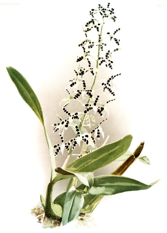 Epidendrum prismatocarpum from Reichenbachia Orchids (1888-1894) illustrated by Frederick Sander (1847-1920).