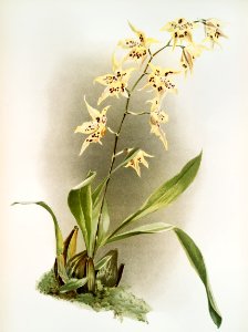 Odontoglossum hebraicum aspersum from Reichenbachia Orchids (1888-1894) illustrated by Frederick Sander (1847-1920).. Free illustration for personal and commercial use.